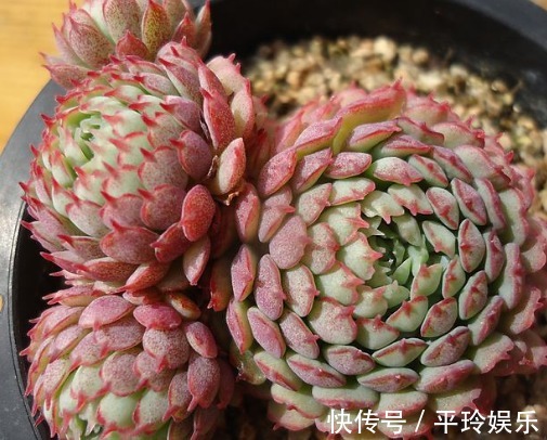 多肉小红衣鲜艳又水润,教你养小红衣的3个小妙招,值得尝试一下