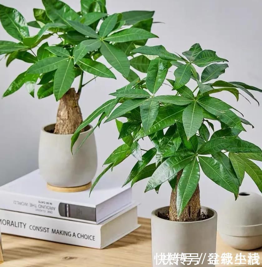 花友|养耐旱花,选4种准没错,浇水勤快反而不好