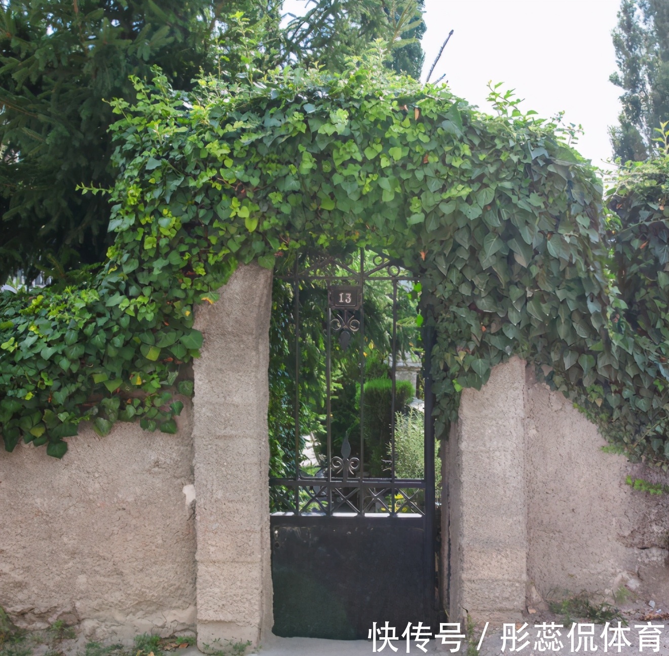 5种“漂亮花”,客厅养最合适,缺少光照,一样枝繁叶茂