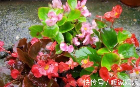 四季海棠|秋天适合种什么花这7种好看又好养的花,总有一种适合你!