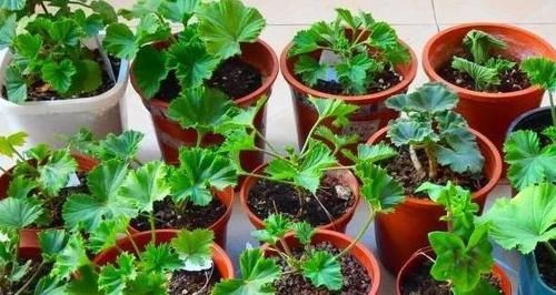 入冬后，扦插这4样植物，成活率高，来年还会开出漂亮的花