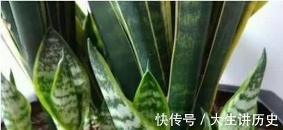 养花若有养此“2种花”，那么可别太惯着，“贱养”才能养爆盆