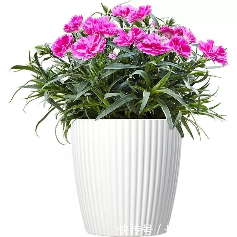 有害气体|要想身体健康长寿,家庭必备的几种植物!