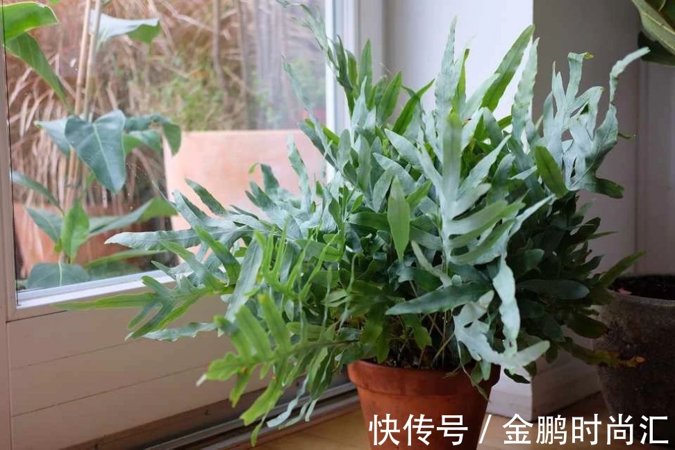 最适合卧室摆放的9种植物,清新素雅,安全无毒,还特好养活