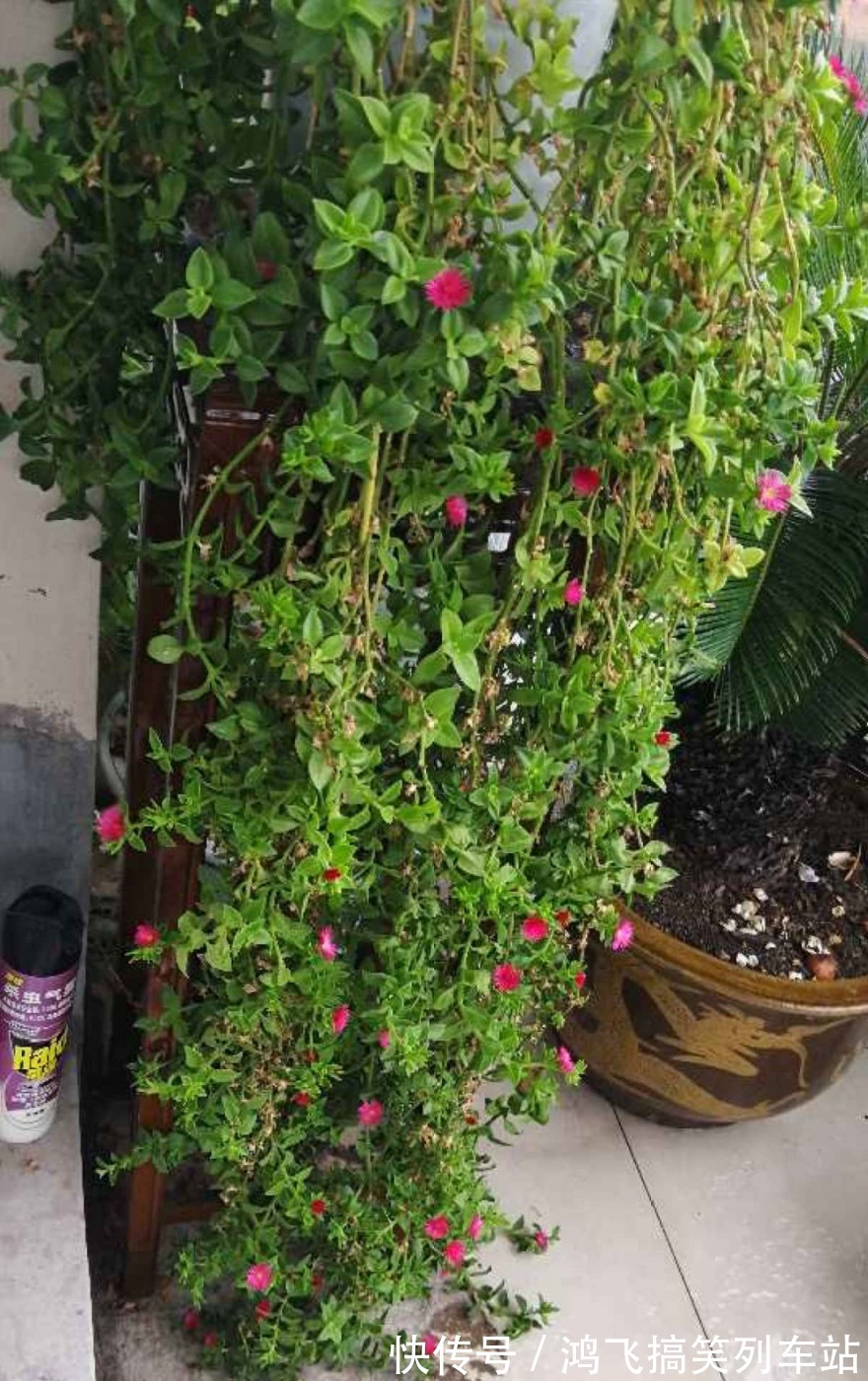 太阳花|养到烦人的花,盆都不够用,扔掉还很心疼
