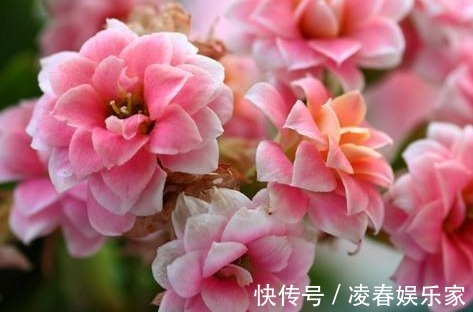 大戟科大戟属|适合懒人养的几朵花,比三角梅还能开花,花期养护超简单