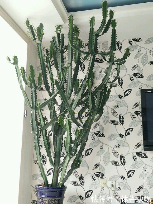 龙骨剪个叉,沾土就生根,长到“比人高”,放在门口最镇宅