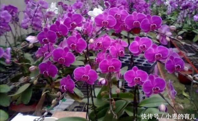 寒冬腊月，8种花开得正旺，春节养在家里春意盎然好喜庆