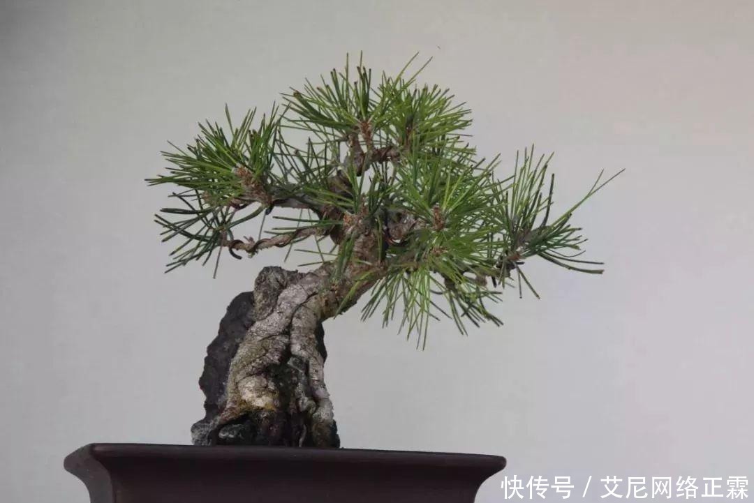 新手养护盆景的几个入门技巧,多花功夫才能养好