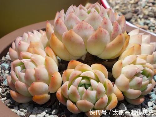 漂亮|漂亮的多肉需要控养，方法不对就是在害多肉，这些常识最好早知道