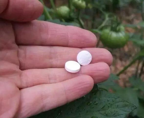 阿司匹林养花用作秋季扦插、日常盆栽，效果不逊色高价生根粉