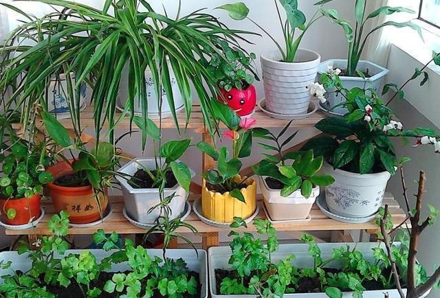 他养花“自制”有机肥,1月只浇“2瓶盖”,效果惊人,花肥不用买