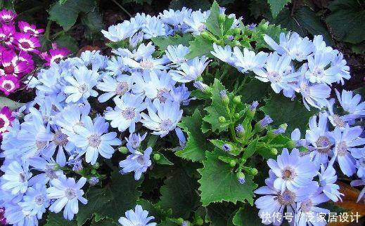 几款花卉，花艳易爆盆开花一茬茬，花朵娇艳美丽