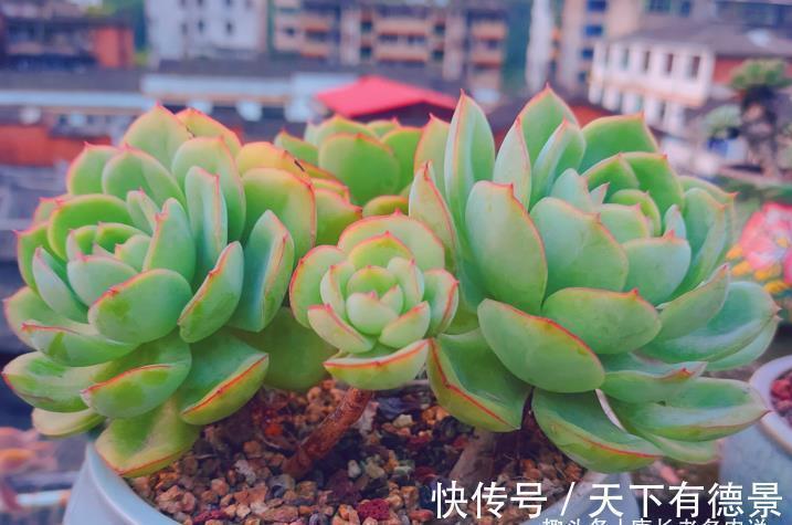 秋老虎为什么容易伤多肉?因为它冷峻的外表下藏着一颗炽热的心