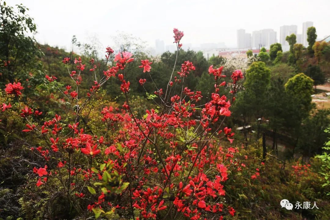 杜鹃花霸屏！永康这个地方的杜鹃花浓郁绽放