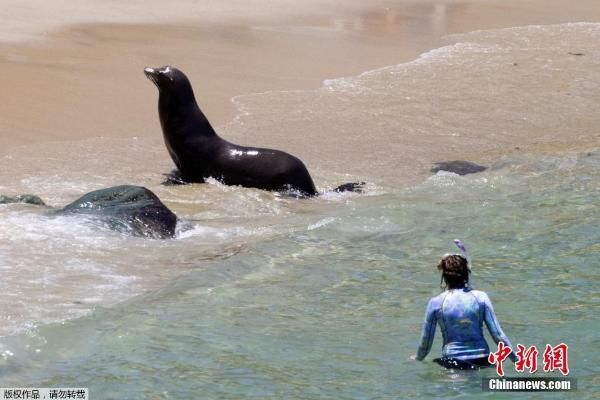 海狮|美国加州旅游业复苏 海狮与游客共享阳光沙滩