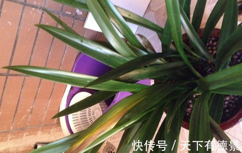 植料|兰花焦尖，该不该剪掉？分情况，还需多注意日常打理