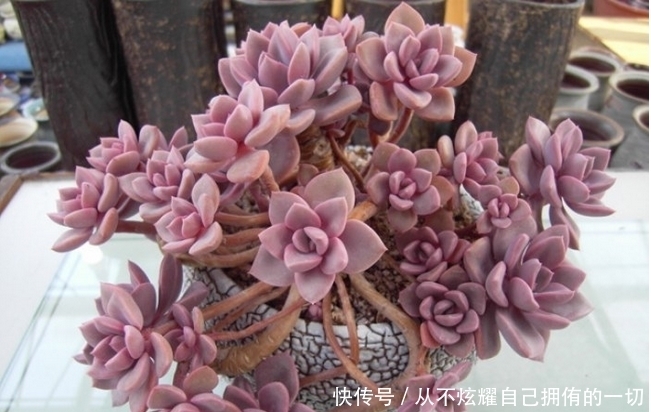10款紫色系多肉,高贵梦幻,养一盆“紫气东来”,总有你喜欢的!