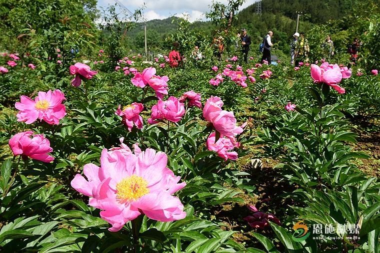 老年|小山村吃上“旅游饭”——恩施市燕子坝村“尖刀班”的故事