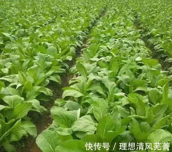 小白菜|中秋笔记小白菜儿和豆腐！