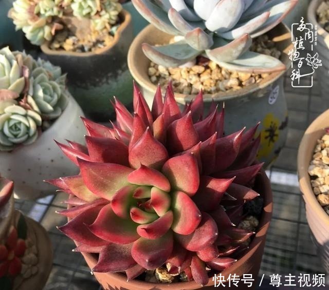 百科|养多肉三年多,初见惊鸿!累并快乐着!养多肉三年多,初见惊鸿!累并快乐着!