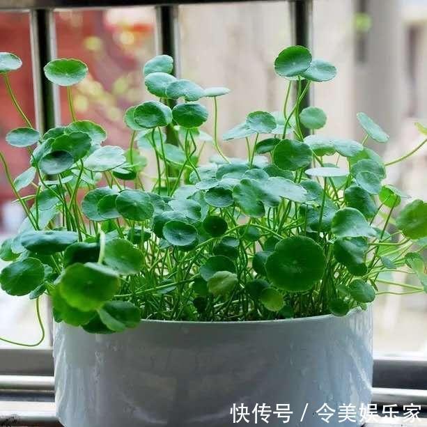 施肥|铜钱草长得“快与慢”,施肥不重要,关键在“摆放”!