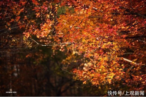 公园|“枫”景伴冬来！醉美叶色藏在世纪公园里
