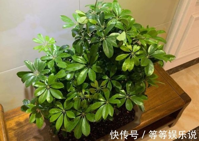 镇宅又去煞的几种花,有钱人偏爱第三种,无论如何也要养一盆!