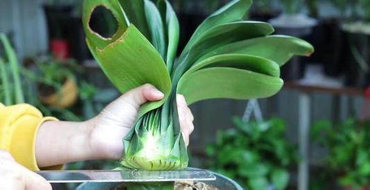 砍头|给君子兰“砍头”,看着芽头冒出来,几个月后有群兰