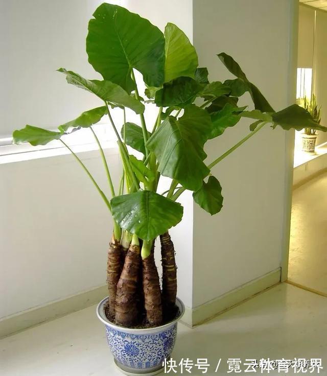 这六种花都是“毒花”，家里有老人、小孩、孕妇的，千万要慎养！