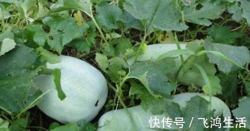 长寿|想长寿全靠吃，3种食物不错过，美容养颜、提高免疫力！