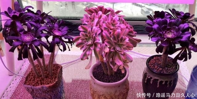 养多肉,该怎么合理运用补光灯,你知道正确方法吗?