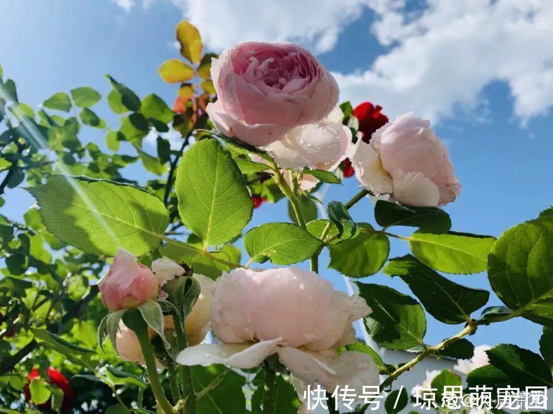 磷酸二氢钾|月季现在赶紧施肥，不然越长越差，上肥后月月开花