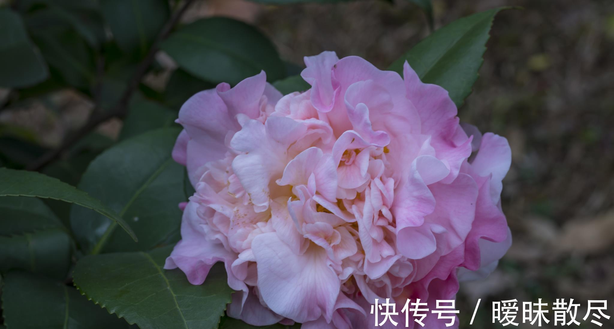 花友|容易被“误杀”的7种花,汲取教训,才能养好