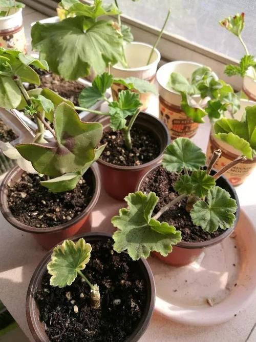 别养绿萝吊兰了,3种花剪根枝,插水里能活,开花一大片!