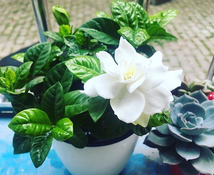 栀子栽培,浇水这种“水肥”叶绿,花更旺家中必备花卉品种