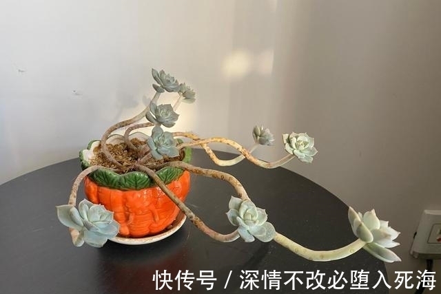 养多肉不叶插不完美，6个品种的叶插苗都是多头，成活率非常高