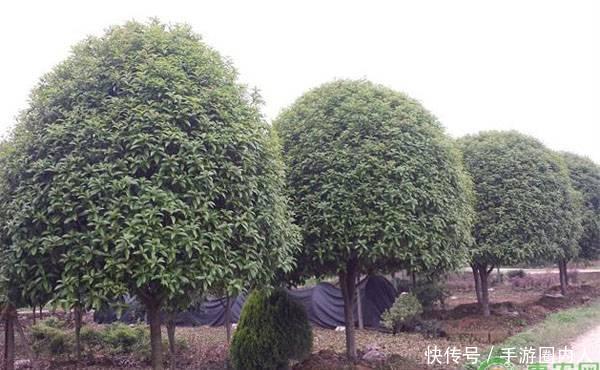 桂花树多少钱一棵 有哪些用途 种植前景好不好 快资讯