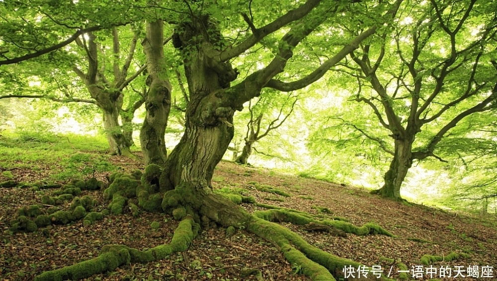 重为|“重为轻根,静为躁君。轻则失根,躁则失君。”什么意思?道德经第二十六章