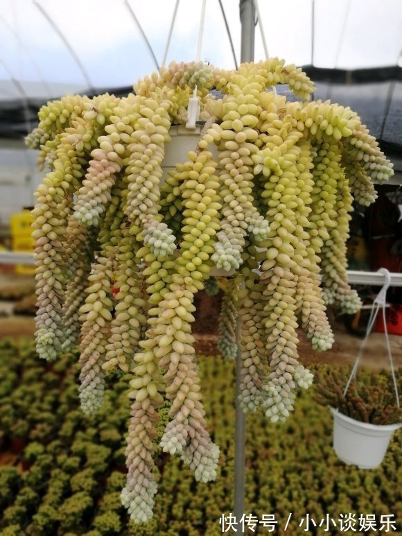 度夏|最容易度夏的10种多肉，全是大普货，皮实好养长得快！