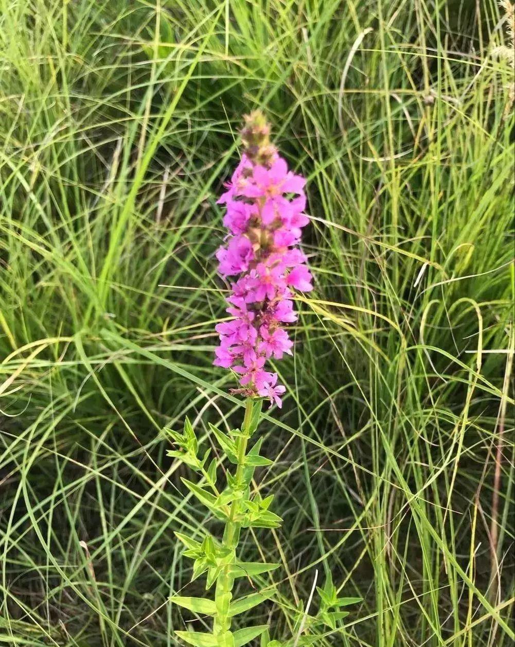 良方|一种十分浪漫的草药，4大入药良方，清除身体4种病症！值得珍惜！