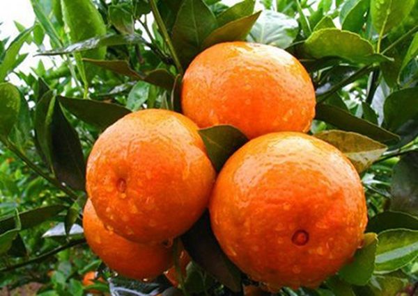 日常|日常多吃这3种水果或有助于青少年成长宝妈们收藏起来