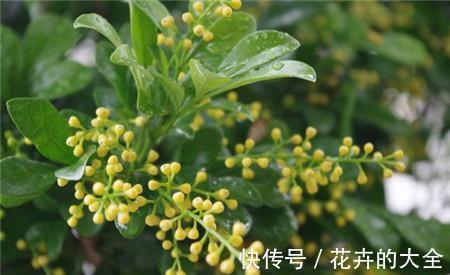 浇水|桂花怎么养才长得好，注意3点桂花开花更多哦