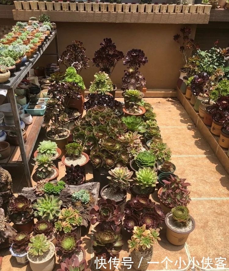 多肉盆栽:强迫症养多肉,必须整整齐齐,一颗也不能乱