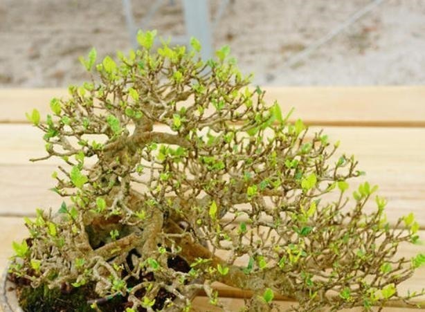 富贵人家爱摆“6种花”，不仅外形美，还越养越值钱，再贵也要买！