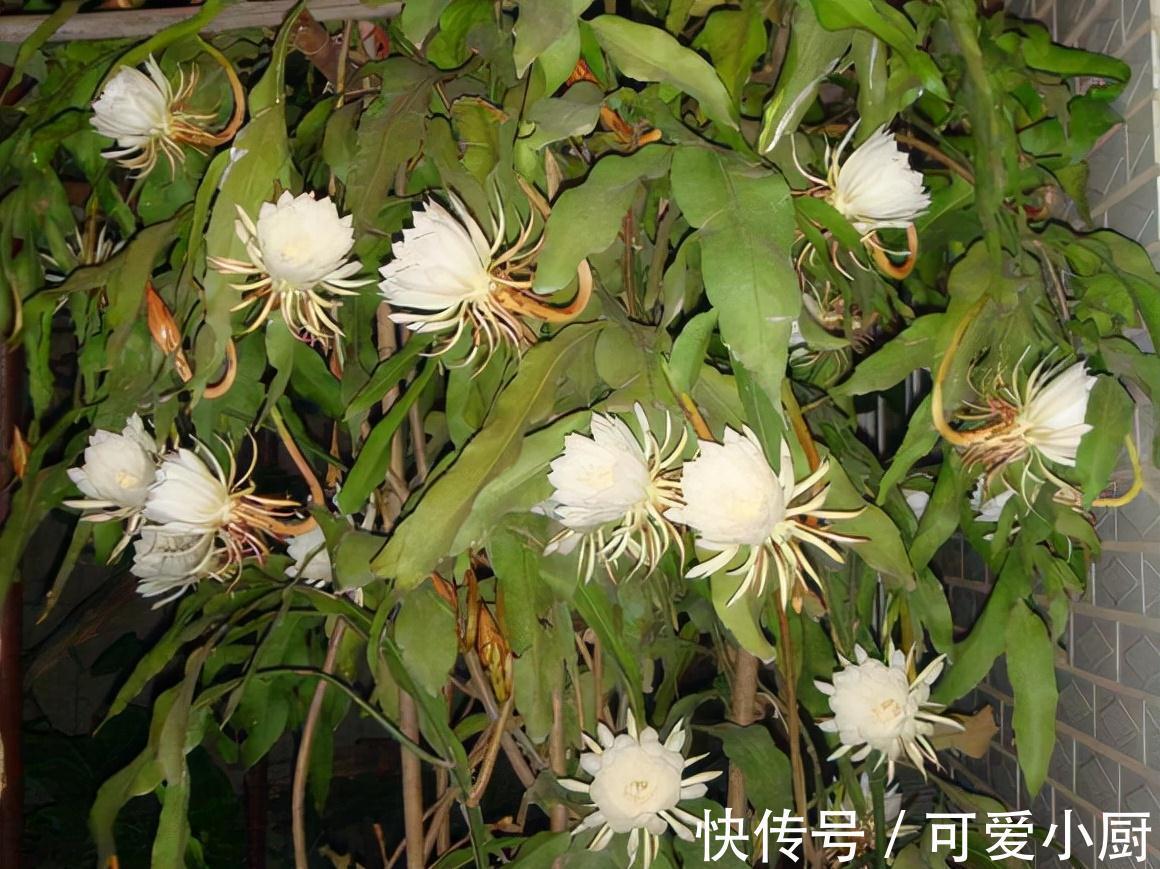 两米高|2种花,20个大花苞一起开,一个白天开,一个夜晚开美死了