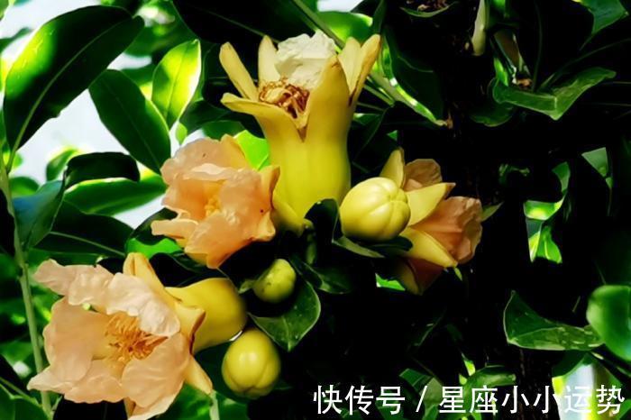 完美邂逅|未来一周,桃花傍身,与真爱完美邂逅,情谊永驻心头的3生肖