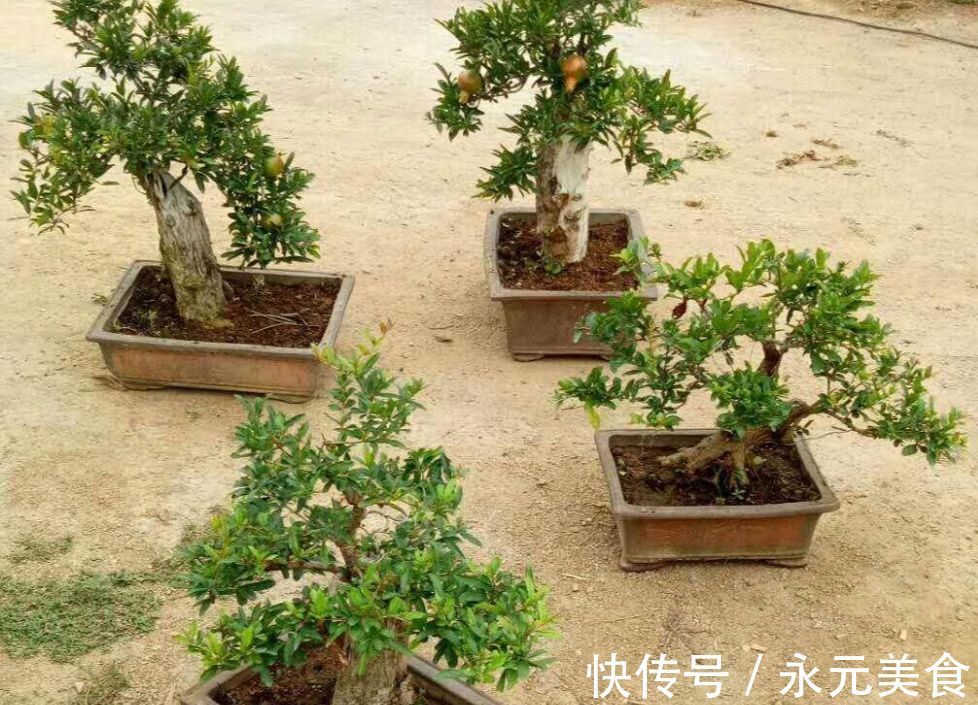 修剪|精品老桩石榴盆景欣赏,红红火火,多子多孙