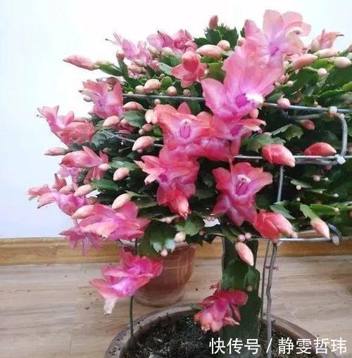 蟹爪兰不开花,2种废渣家家都有,埋1点花芽猛长,花爆盆