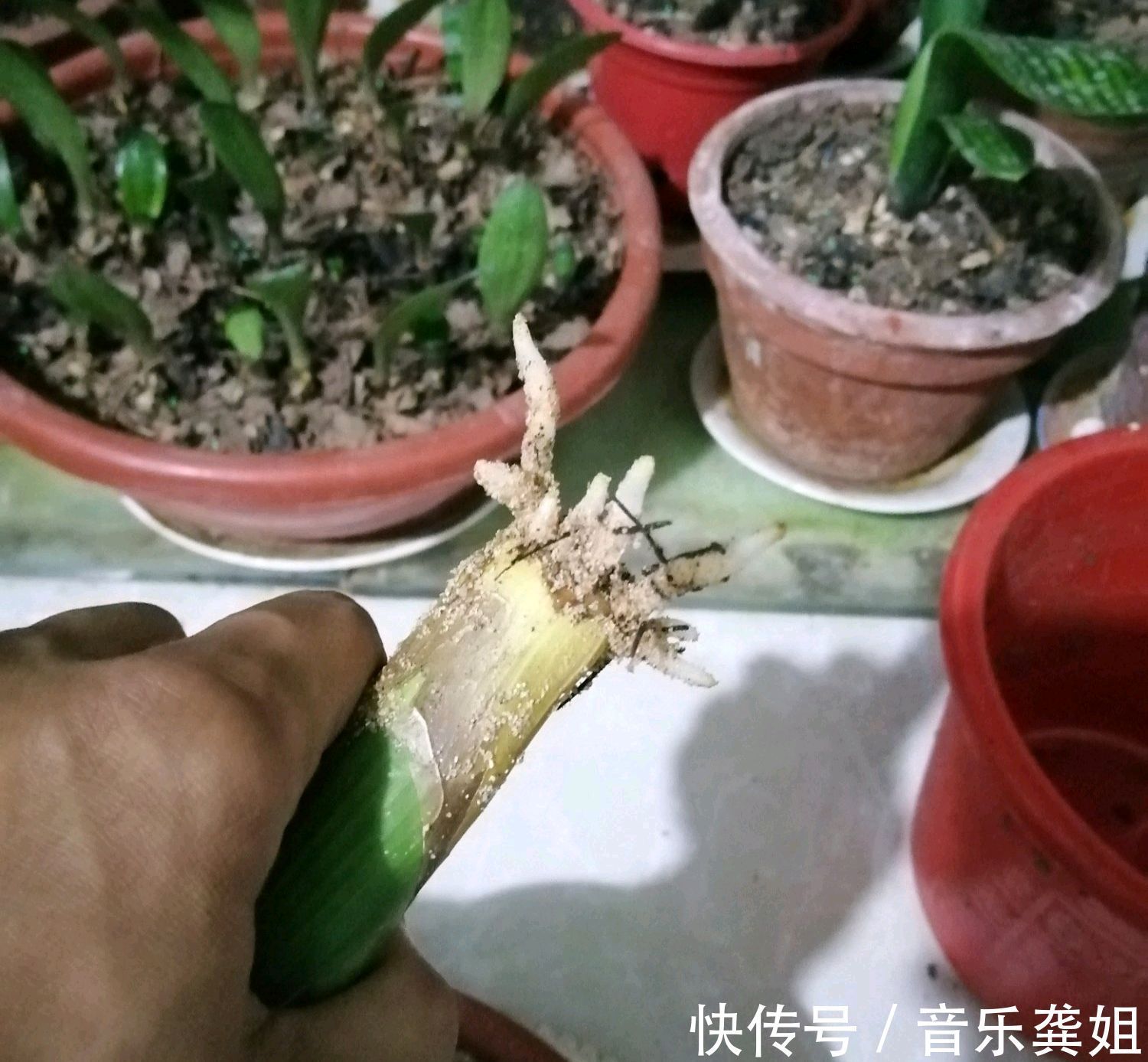 套袋|无根的君子兰不用丢,使用一种发根神土,两个月新根爆不停